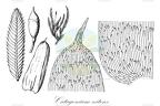 Catagoniaceae