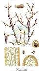 Catenella