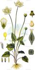 Parnassia palustris