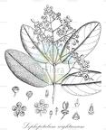 Lophopetalum wightianum