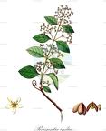 Reissantia indica