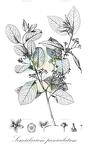 Semialarium paniculatum