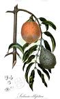 Salacia elliptica