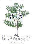 Maytenus vexata