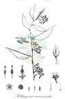 Pottingeria acuminata