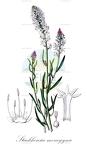 Stackhousia monogyna