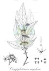 Campylostemon angolense