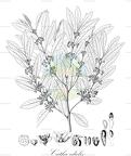 Catha edulis
