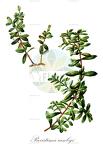 Paxistima canbyi