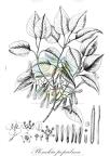 Plenckia populnea
