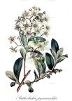 Putterlickia pyracantha