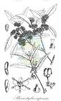 Pleurostylia capensis