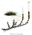 Cephalozia bicuspidata