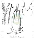 Cephalozia bicuspidata