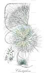 Chaetophora