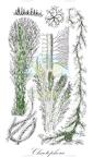 Chaetophora