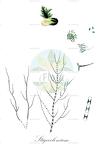 Stigeoclonium