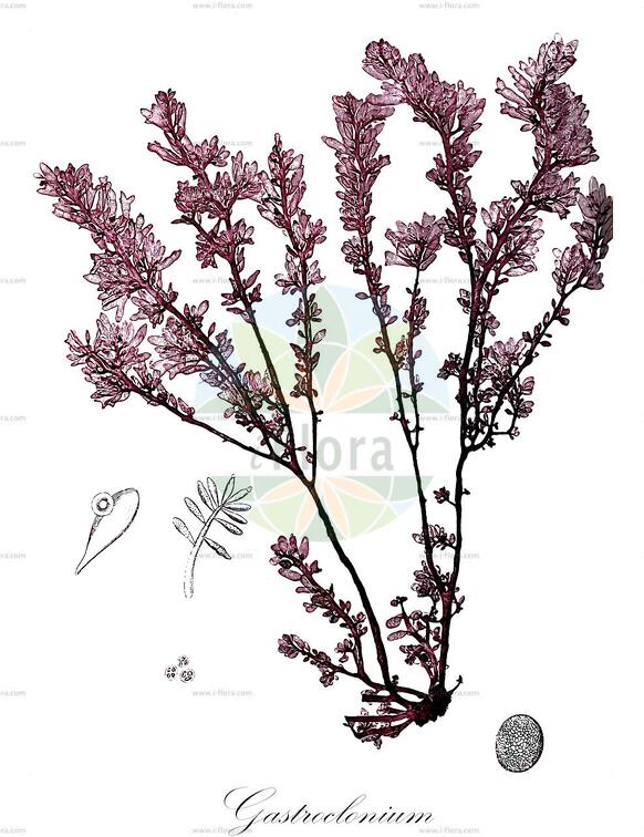 Gastroclonium