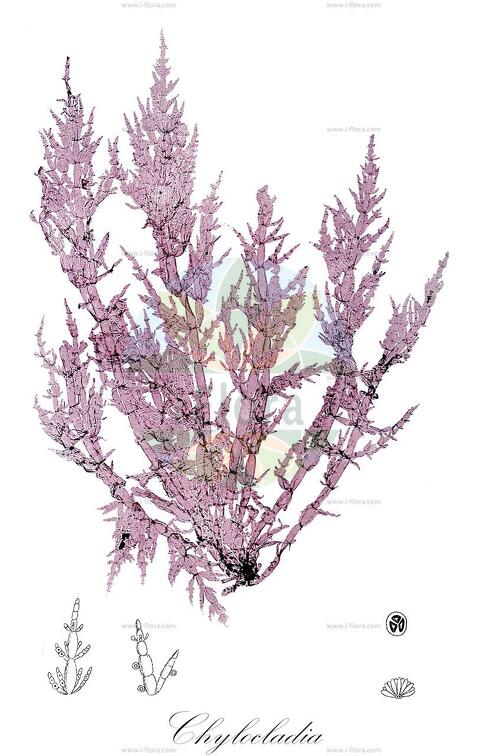 Chylocladia