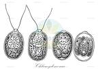 Chlamydomonas