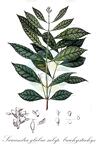 Sarcandra glabra subsp. brachystachys