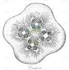 Chlorophyta