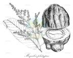 Moquilea platypus