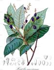 Hirtella americana