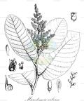 Microdesmia arborea