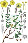 Helianthemum nummularium
