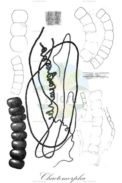 Chaetomorpha