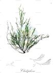 Cladophora