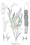 Cladophora