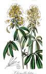Cleomella lutea