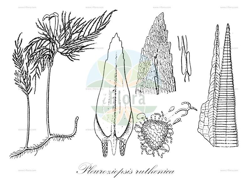 Pleuroziopsis ruthenica