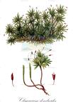 Climacium dendroides