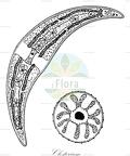 Closterium