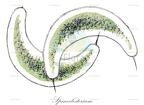 Spinoclosterium