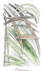 Closteriaceae