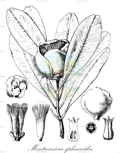 Montrouziera sphaeroidea