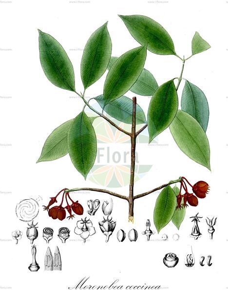 Moronobea coccinea