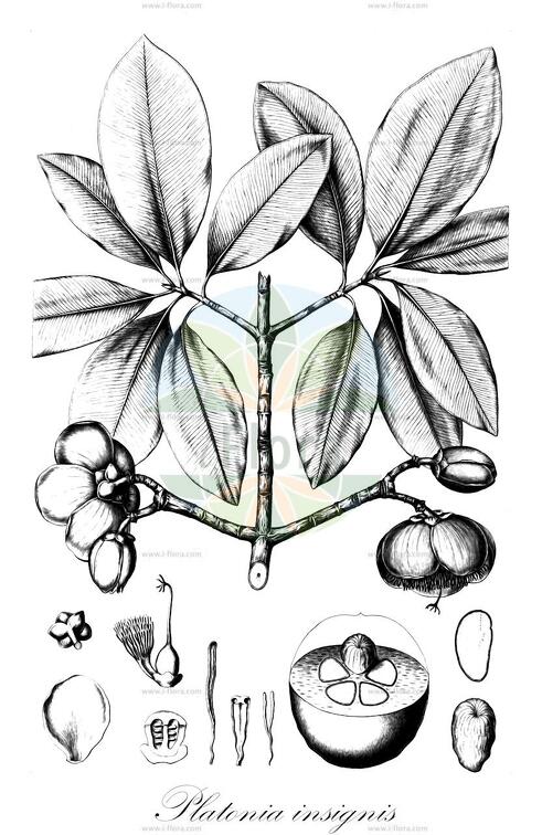 Platonia insignis