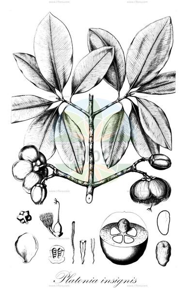 Platonia insignis