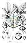 Platonia insignis