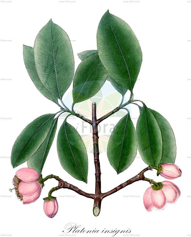 Platonia insignis