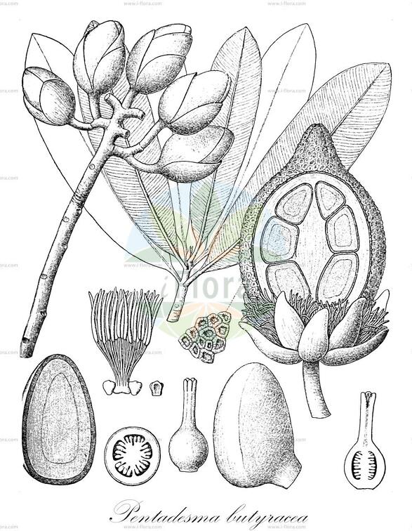 Pentadesma butyracea