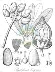 Pentadesma butyracea
