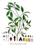 Tovomita fructipendula