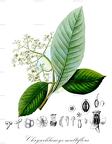 Chrysochlamys multiflora
