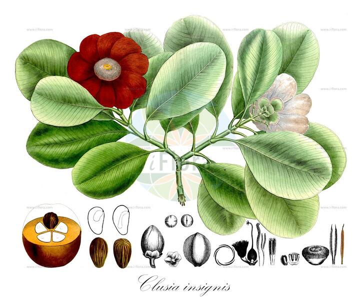 Clusia insignis